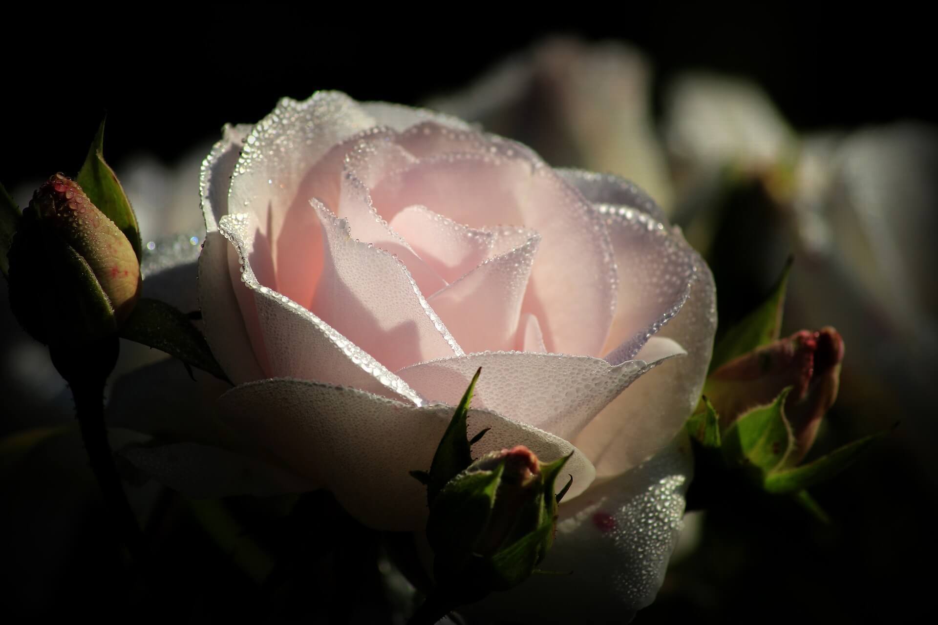Soft pink florals, representing the ICMG Womens group.